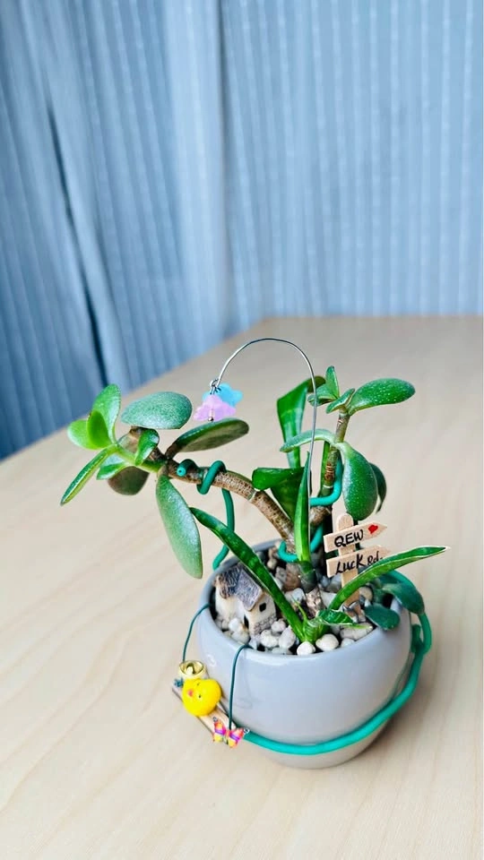 Cute low maintenance plant arrangement
