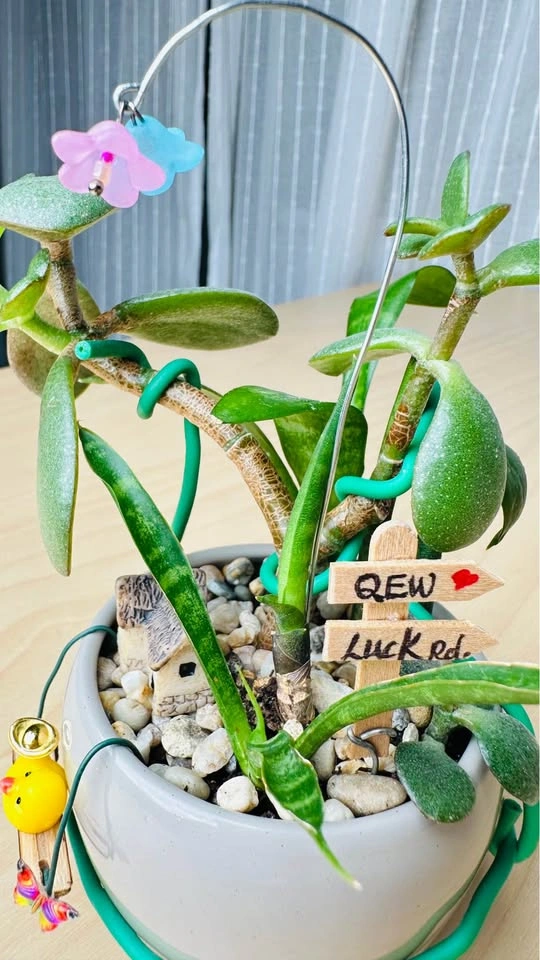 Cute low maintenance plant arrangement - photo 3