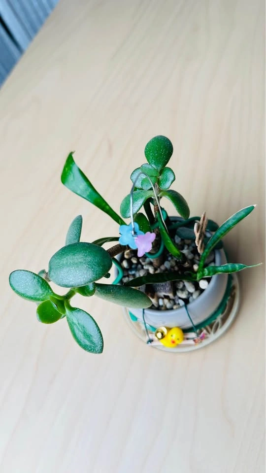 Cute low maintenance plant arrangement - photo 4
