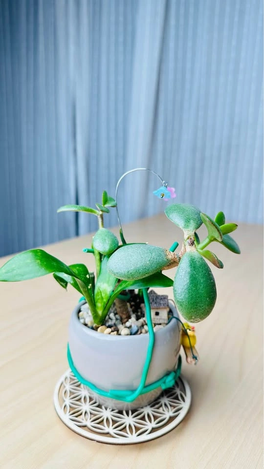 Cute low maintenance plant arrangement - photo 5