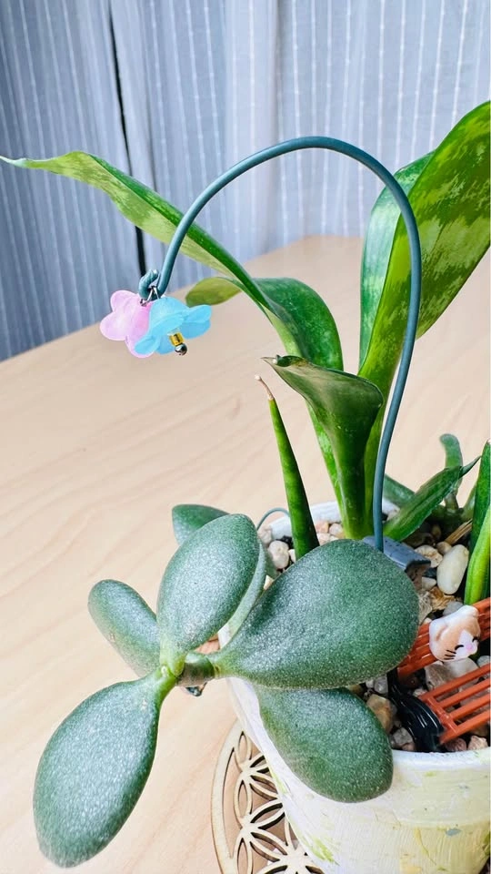 Hand painted pot & low maintenance plants - photo 3