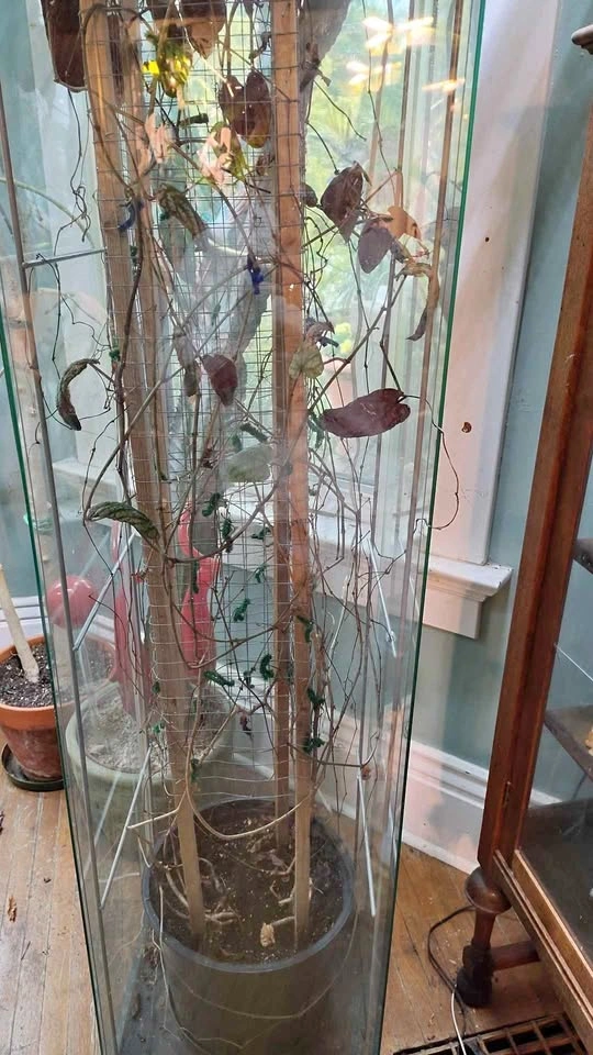Ikea Glass Case for Plant Growing
