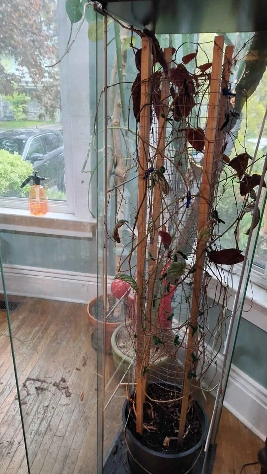 Ikea Glass Case for Plant Growing - photo 2