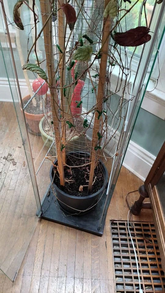Ikea Glass Case for Plant Growing - photo 3