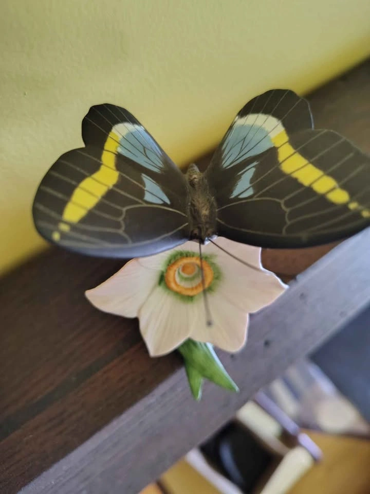 Franklin Mint Butterflies of the World Collection - photo 4