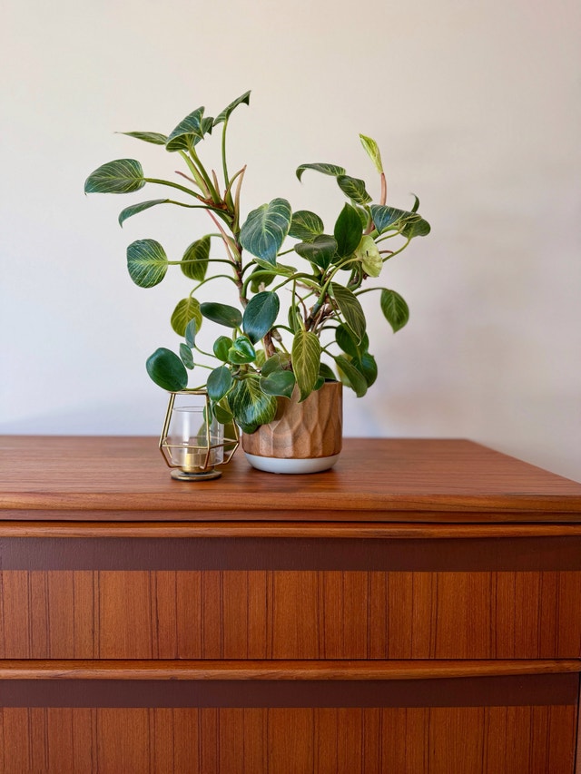 Mid Century Modern Teak Chest of Drawers - photo 3