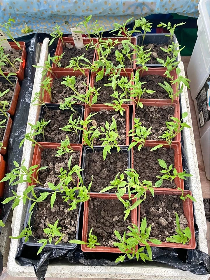Tomato Seedlings