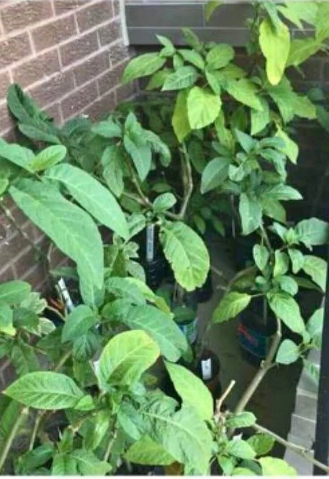 Brugmansia (Angel Trumpets) Plants