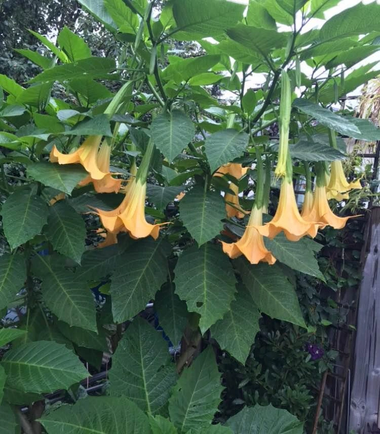 Brugmansia (Angel Trumpets) Plants - photo 2