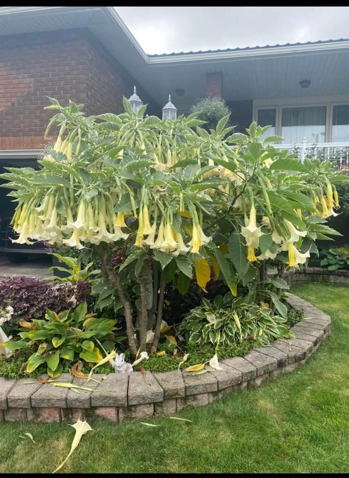 Brugmansia (Angel Trumpets) Plants - photo 3