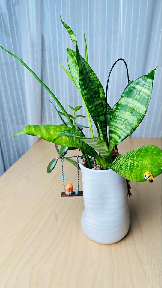 Cute low maintenance plant arrangement