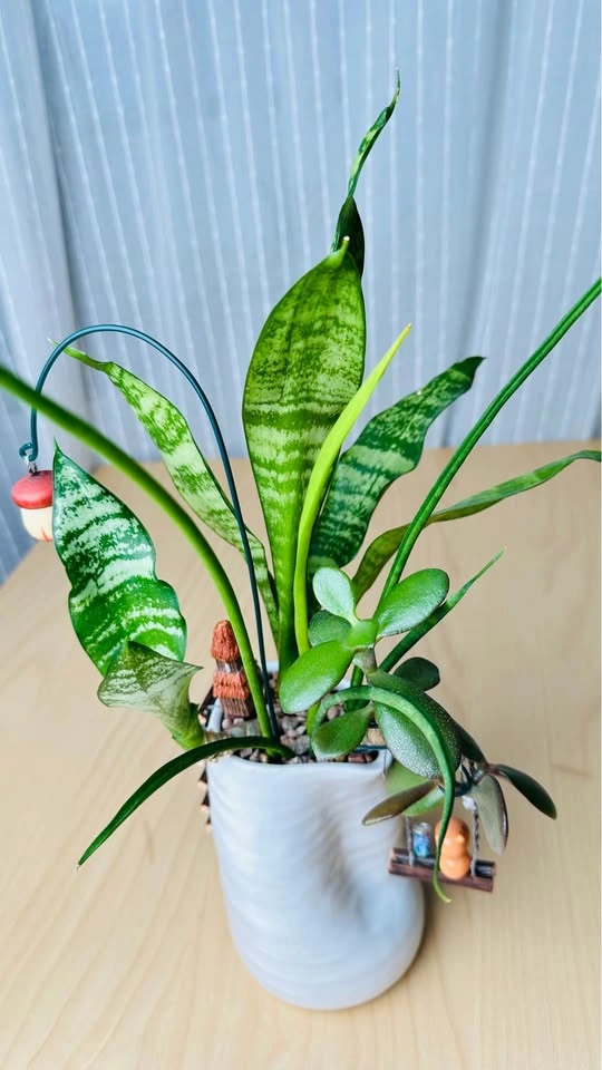 Cute low maintenance plant arrangement - photo 5