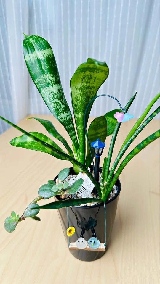 Cute low maintenance Plant Arrangement