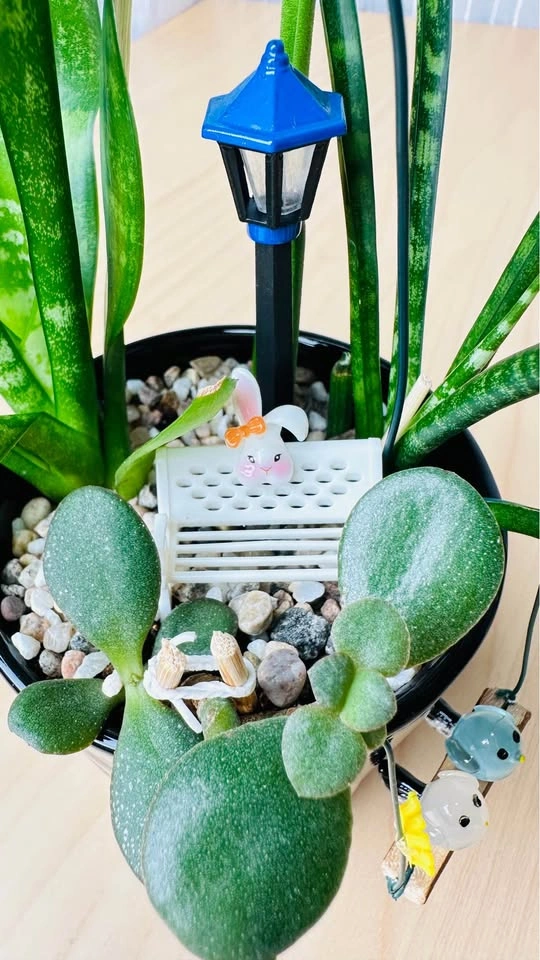 Cute low maintenance Plant Arrangement - photo 3
