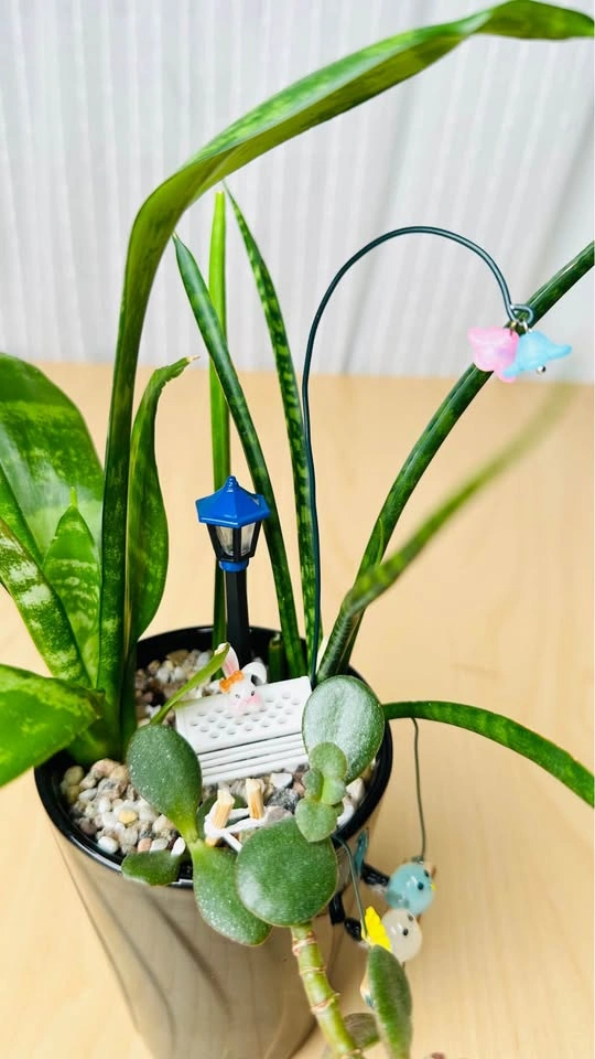 Cute low maintenance Plant Arrangement - photo 4