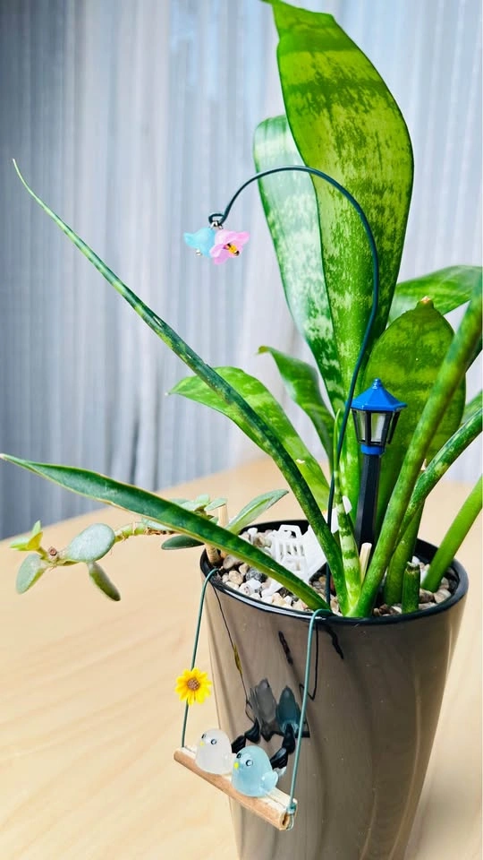 Cute low maintenance Plant Arrangement - photo 5