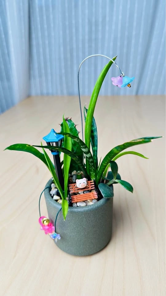 Cute low maintenance plant arrangement