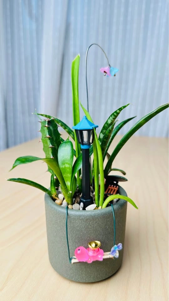 Cute low maintenance plant arrangement - photo 2