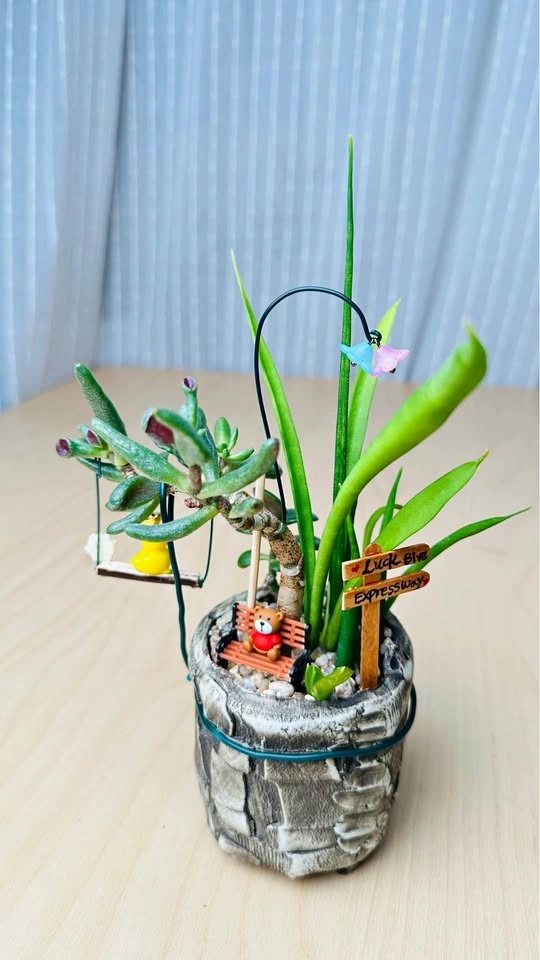 Cute low maintenance plant arrangement