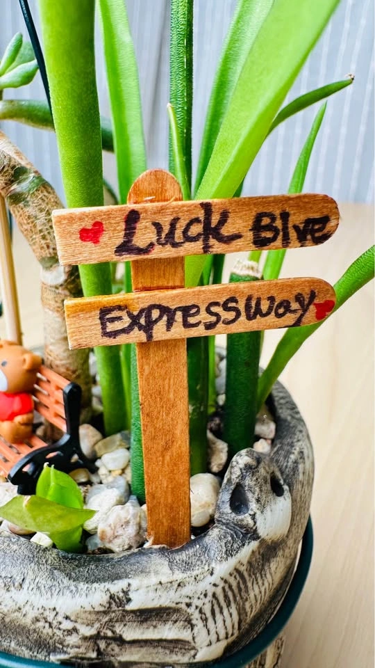 Cute low maintenance plant arrangement - photo 3