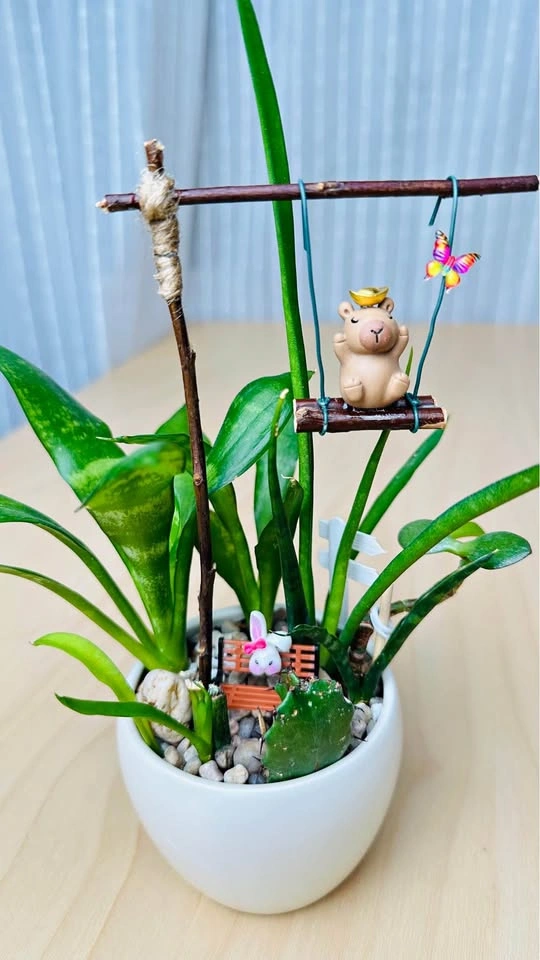 Cute low maintenance plant arrangement