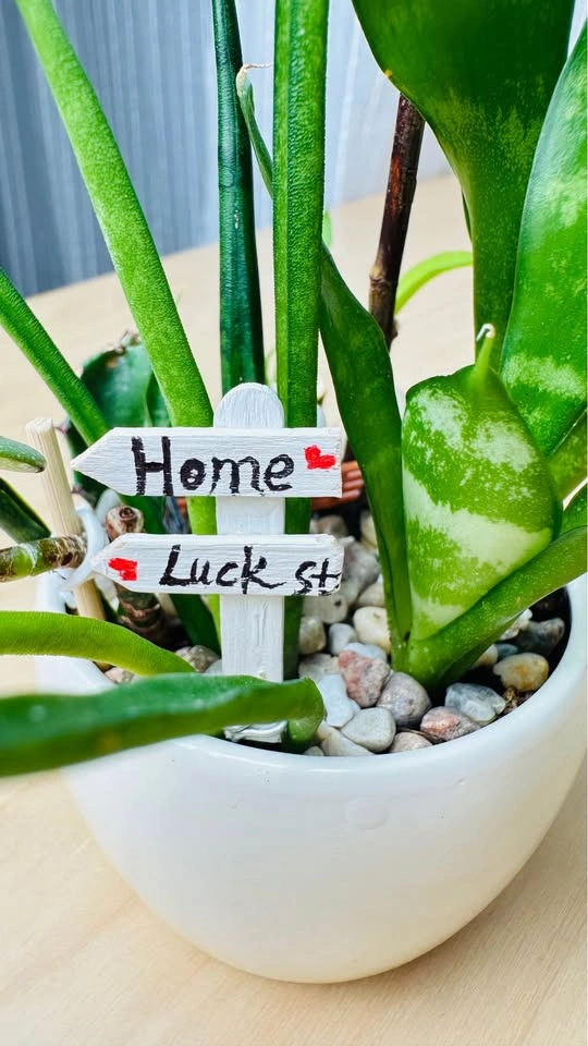 Cute low maintenance plant arrangement - photo 4