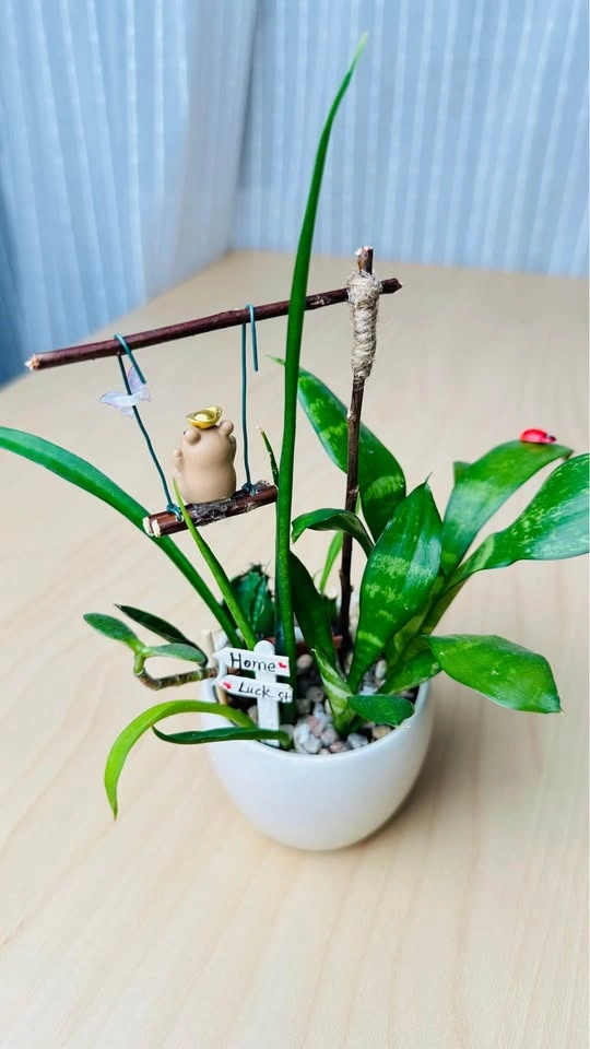 Cute low maintenance plant arrangement - photo 5