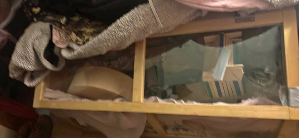 Syrian Hamster with Cage and Accessories