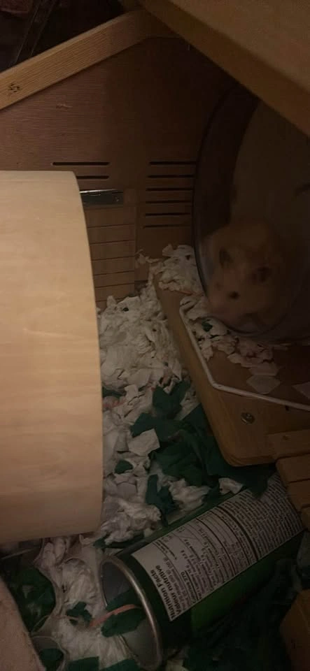 Syrian Hamster with Cage and Accessories - photo 2