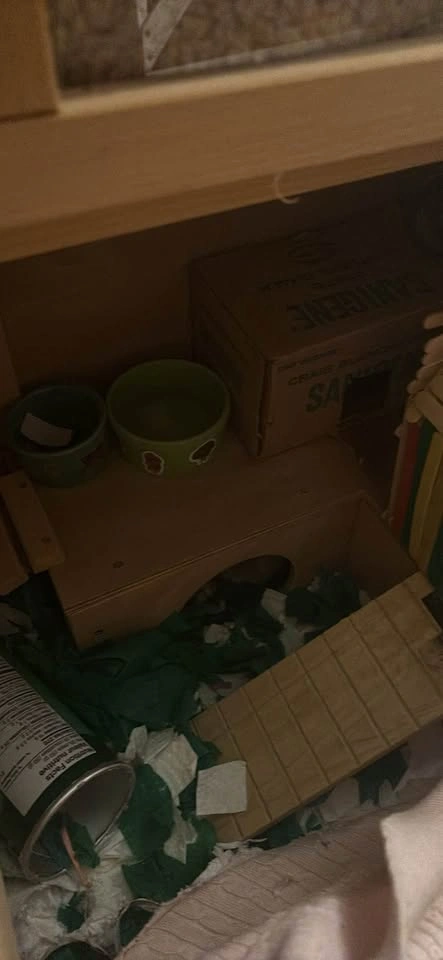 Syrian Hamster with Cage and Accessories - photo 3