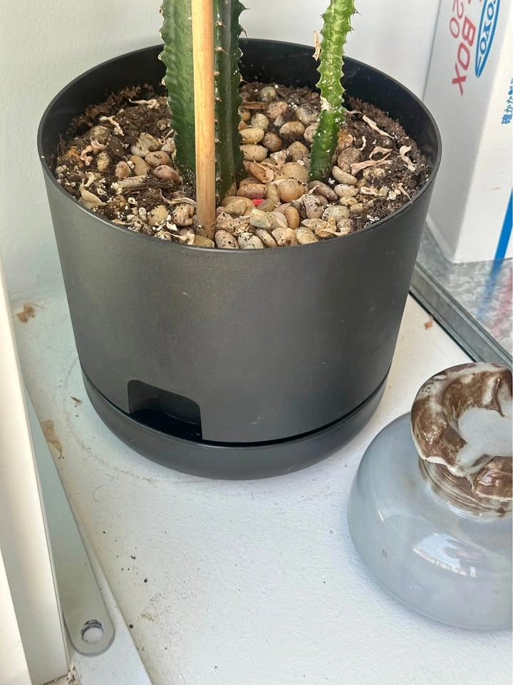 Planter! Auto water draining (saucer included)