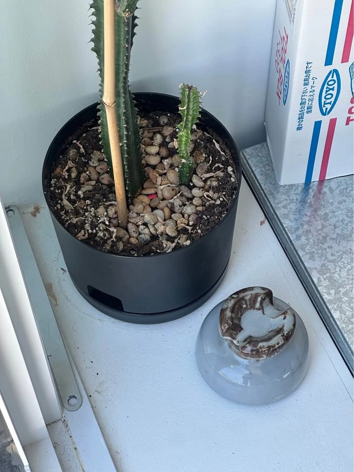 Planter! Auto water draining (saucer included) - photo 2