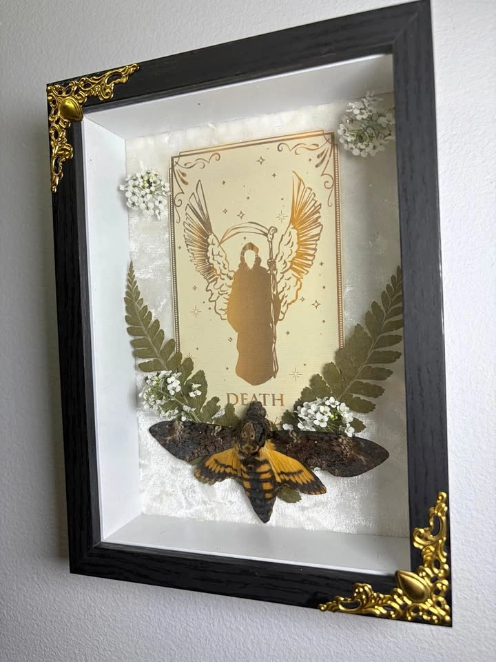Deaths head Hawk Moth framed with Tarot card