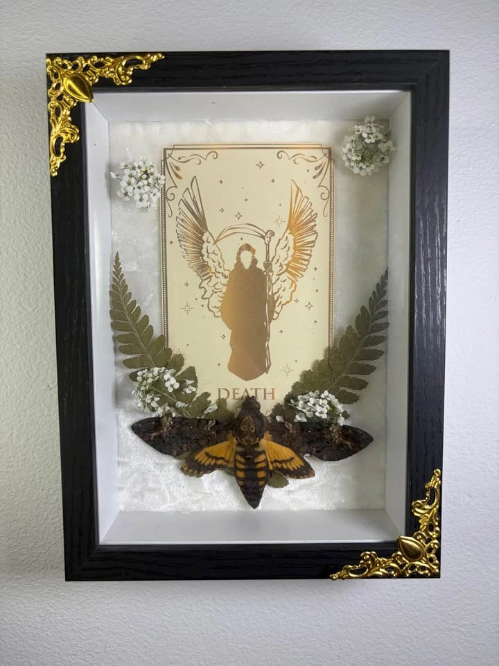 Deaths head Hawk Moth framed with Tarot card - photo 2