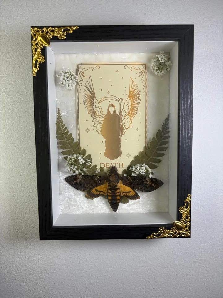 Deaths head Hawk Moth framed with Tarot card - photo 3