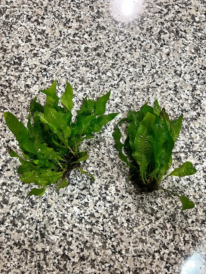 Large Healthy Java Fern Aquarium Plants - Great Size!