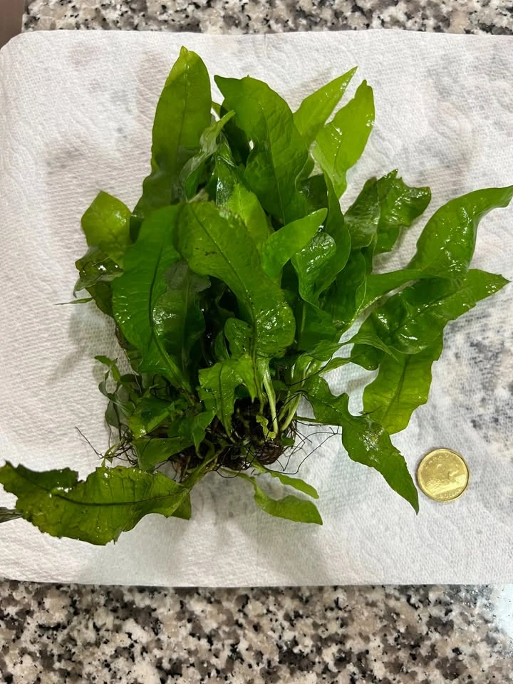 Large Healthy Java Fern Aquarium Plants - Great Size! - photo 2