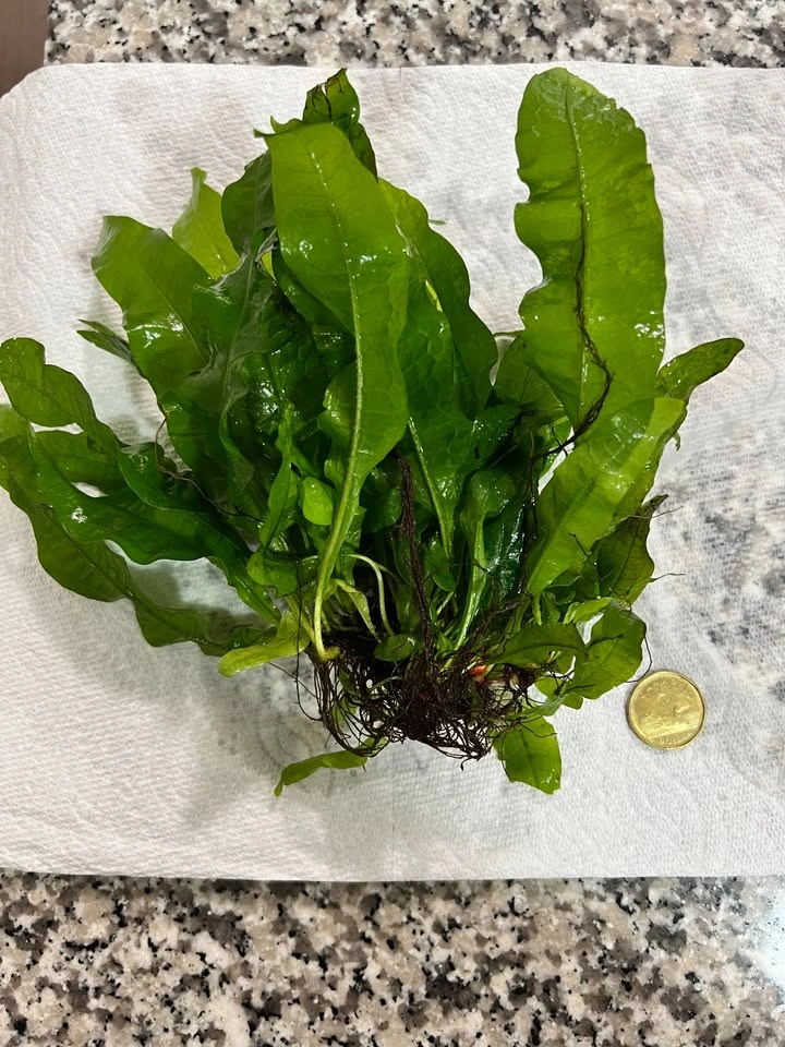 Large Healthy Java Fern Aquarium Plants - Great Size! - photo 3