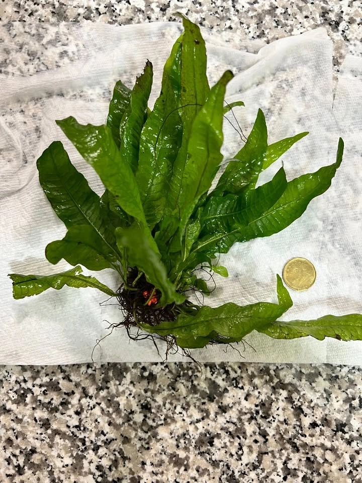Large Healthy Java Fern Aquarium Plants - Great Size! - photo 4