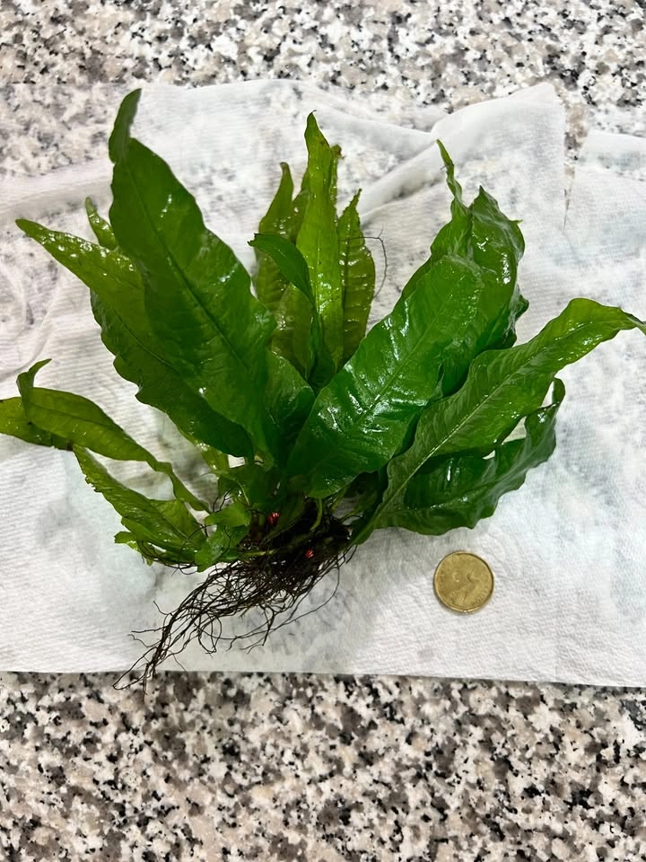 Large Healthy Java Fern Aquarium Plants - Great Size! - photo 5