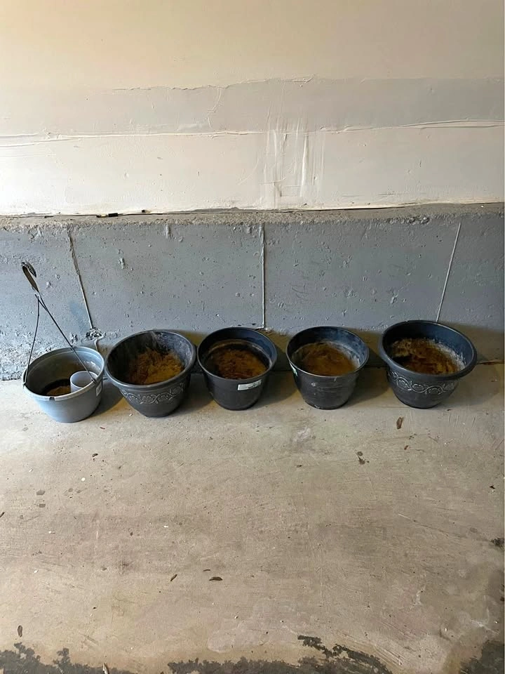 Plant Pots for Sale