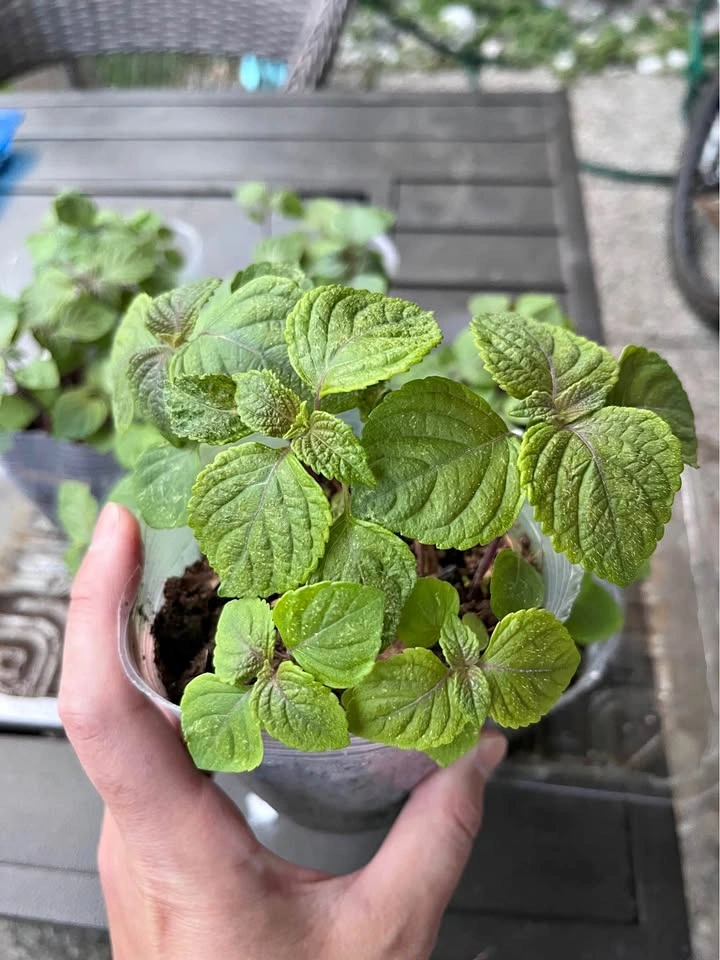 Shiso Plants - Japanese Basil 4inch pot