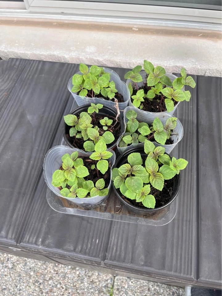 Shiso Plants - Japanese Basil 4inch pot - photo 2