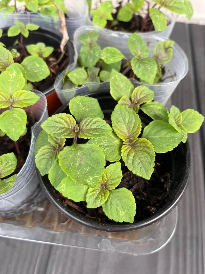 Shiso Plants - Japanese Basil 4inch pot - photo 3
