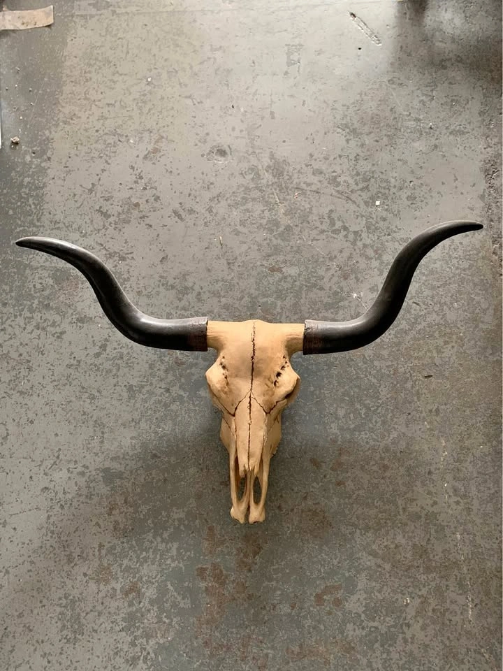 Fake bull skull