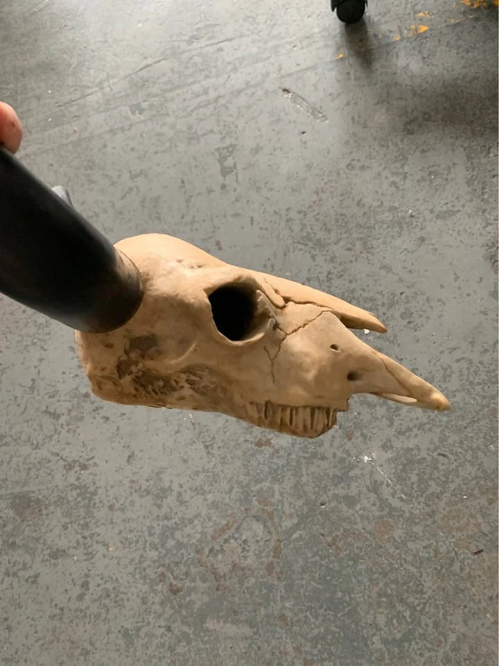Fake bull skull - photo 3