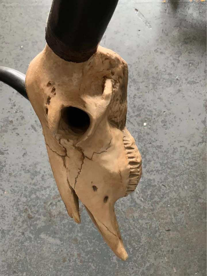 Fake bull skull - photo 4
