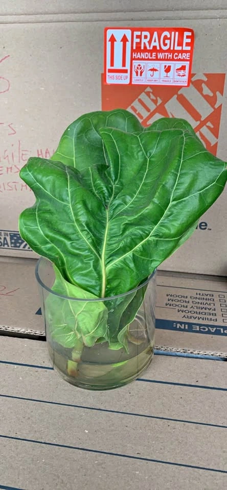 Set of 3 fiddle leaf fig leaves, 1 rooting