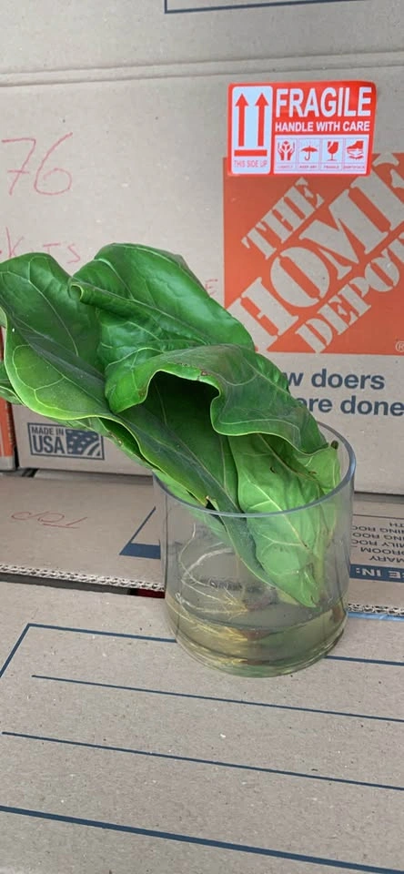 Set of 3 fiddle leaf fig leaves, 1 rooting - photo 2