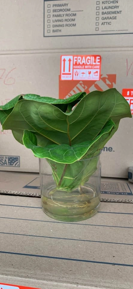 Set of 3 fiddle leaf fig leaves, 1 rooting - photo 3